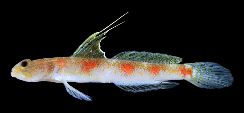 Ikan Gobi Udang Baru dari Banyuwangi, Seberapa Unik T. oriens?