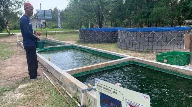 Budidaya perikanan patin Nasuhi di Desa Sungai Gerong, Banyuasin