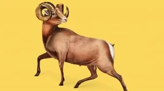 Sifat dan Karakter Shio Kambing dari Positif hingga Negatif