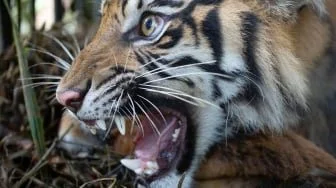 Serangan Harimau Kembali Terjadi di Siak, Kali Ini Korbannya Pekerja Alat Berat