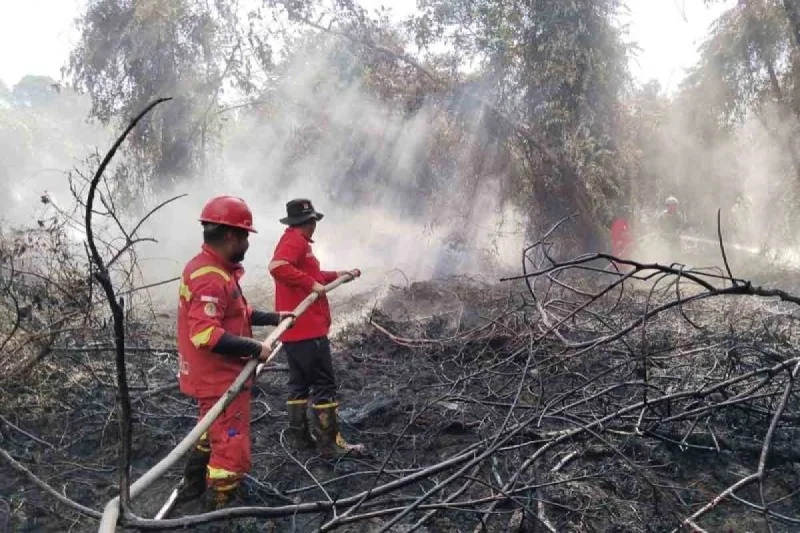 Kebakaran Lahan di Aceh Barat Meluas, 12,5 Hektare Terbakar di Empat Kecamatan