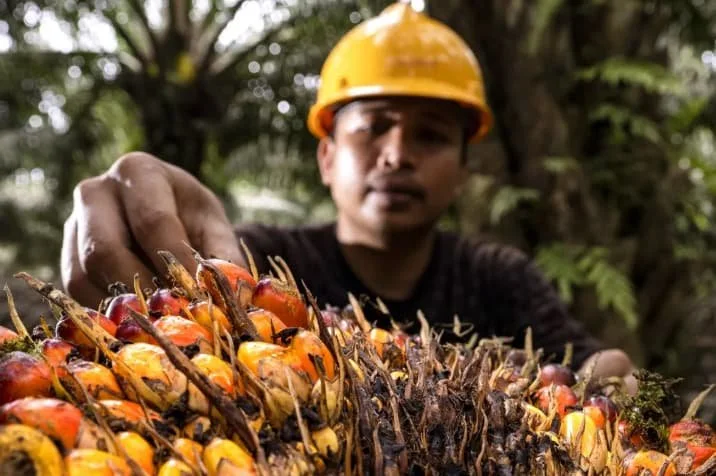 Gapki Menyatakan Industri Sawit Memiliki Fondasi Kuat dalam Keselamatan Kerja