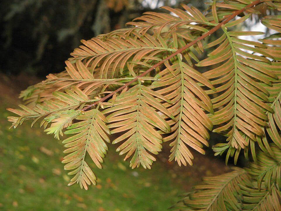 Metasequoia yang pernah dianggap punah