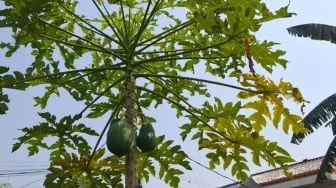 Rahasia Berkebun di Tengah Kota, Belajar dari Tani Kota Sejati-58 Kebagusan