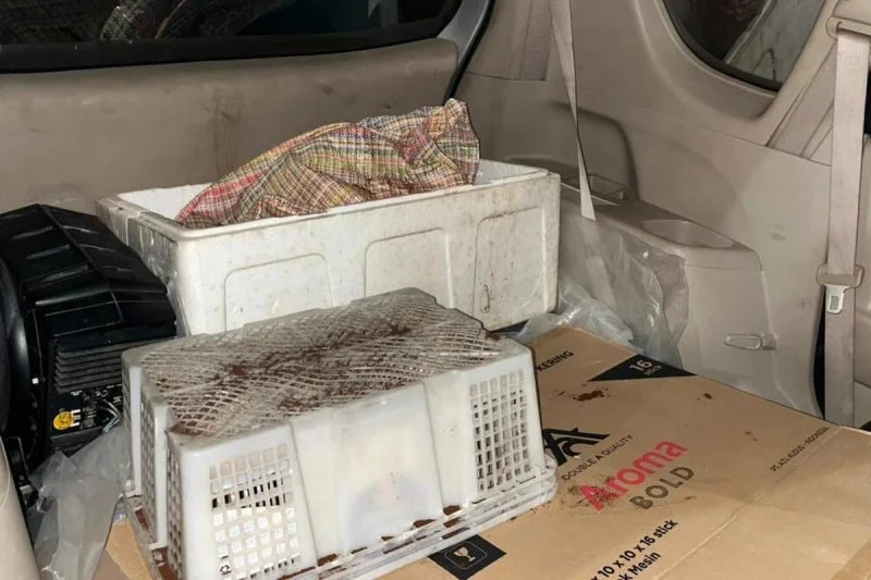 Kemenhut Bongkar Perdagangan Sisik Tenggiling di Semarang, Satu Orang Jadi Tersangka