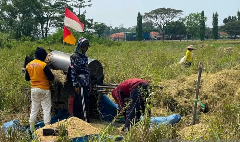 Bulog Cirebon Serap 257.832 Ton Gabah, Stok CBP Diklaim Aman hingga Lebaran Tahun Depan