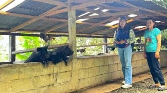 Dedikasi Mantri BRI Layani Pegunungan Toraja Utara
