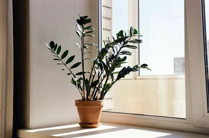 ilustrasi zz plant