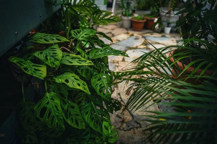 ilustrasi monstera adansonii