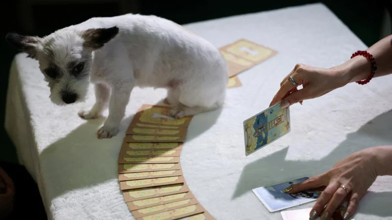 FOTO: Membaca Isi Hati Anabul lewat Tarot di Korsel