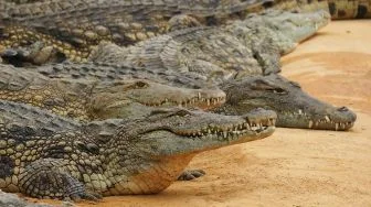 Mencekam! Buaya Situ Habibi Sukabumi Terekam Menerkam Anak Sapi di Depan Wisatawan