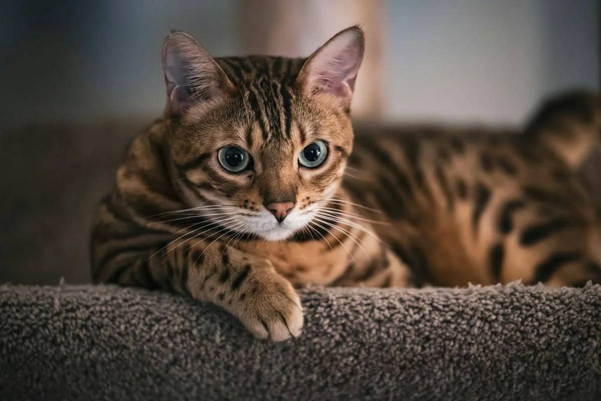 ilustrasi kucing Bengal
