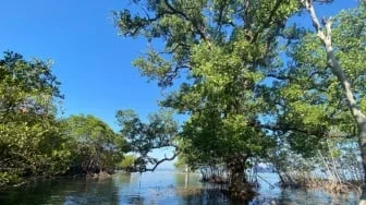 Mangrove Indonesia Terus Menyusut, Bagaimana Menjaganya agar Ekonomi Biru Tetap Tumbuh?