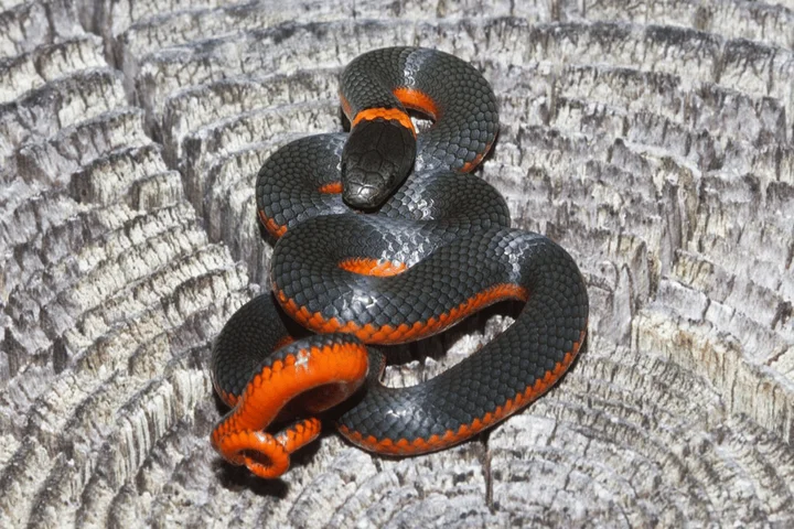 https://commons.wikimedia.org/wiki/File:Diadophis_punctatus1.jpg