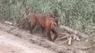 Harimau di Indragiri Hilir Bikin Resah, BBKSDA Riau Pantau dengan Drone