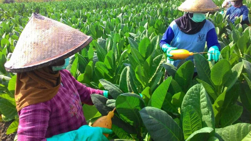 Tolak Batas Nikotin Ketat, Petani Tembakau Akhirnya Raih Kesepakatan dengan Kemenko PMK