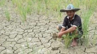 386 Hektare Lahan Sawah di Aceh Jaya Alami Kekeringan
