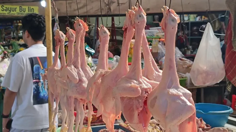 Harga Daging Ayam Potong Melambung, Telur Masih Stabil