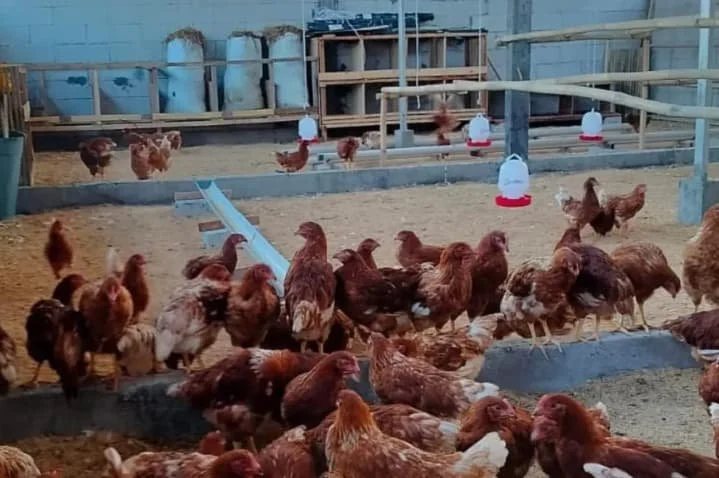 Warga Pulau Panggang Manfaatkan Lahan Sempit Menjadi Peternakan Ayam Petelur