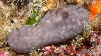 Ilmuwan Temukan Spons Laut yang Bisa Bersihkan Pelabuhan Tercemar