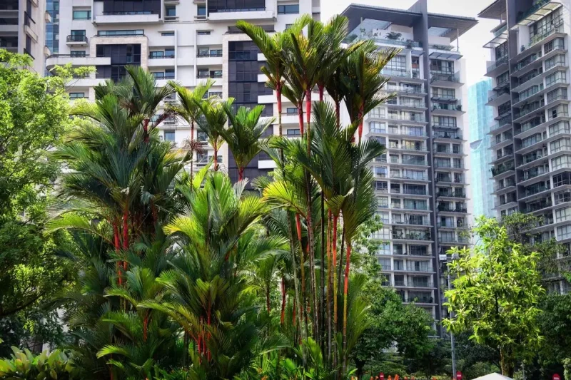 5 Jenis Tanaman Hias Batang yang Cocok Ditanam di Rumah, Tampil Unik!