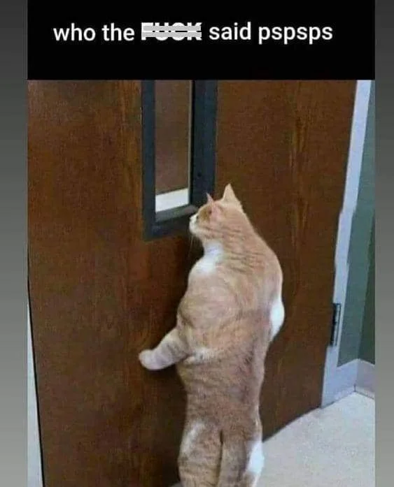 meme memanggil kucing