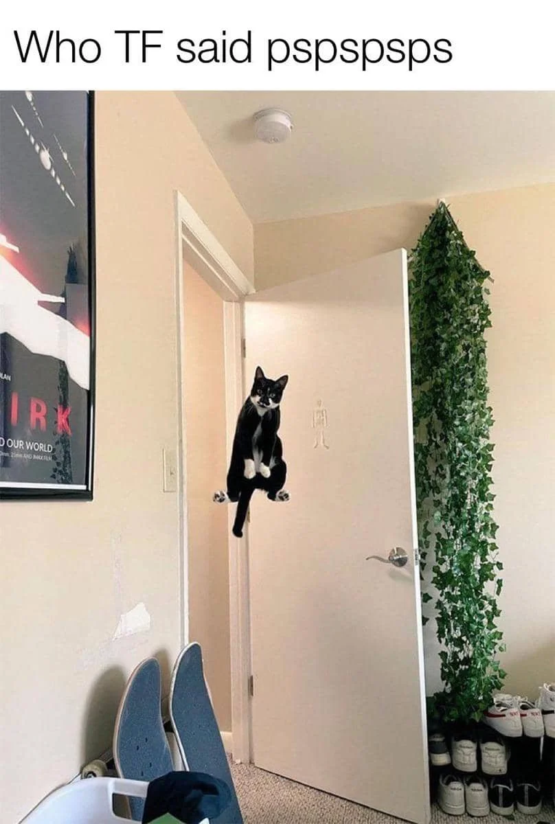 meme memanggil kucing