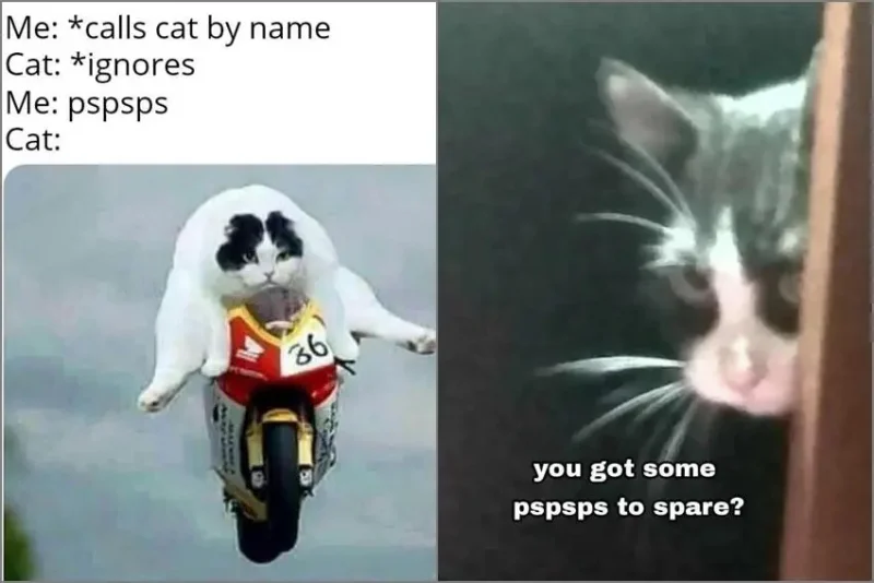 8 Meme Kocak Manggil Kucing, Langsung Noleh!