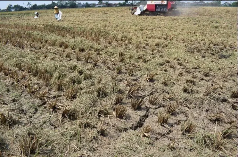 Mengenal Pentingnya AUTP, Perlindungan untuk Petani RI