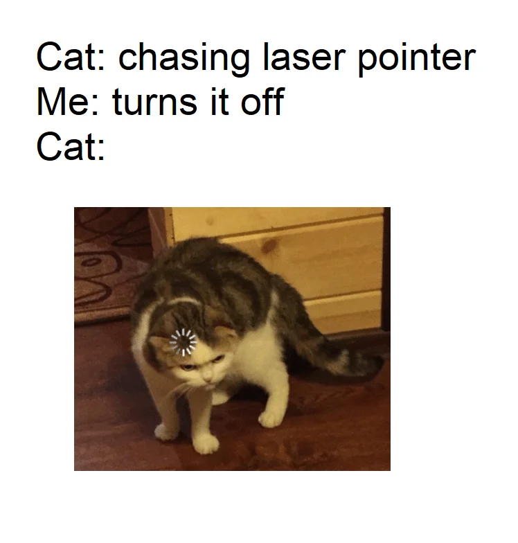 meme kucing bingung