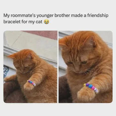 meme kucing bingung