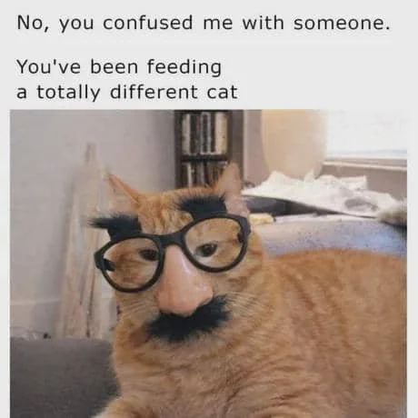 meme kucing bingung