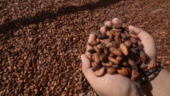 Harga Kakao Naik Tajam, Kemendag Sebut Ini Efek El Nino