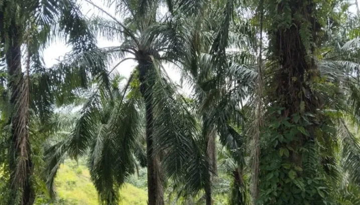 Pemkab Bengkulu Tengah Usulkan Peremajaan Sawit 212 Hektare pada 2026