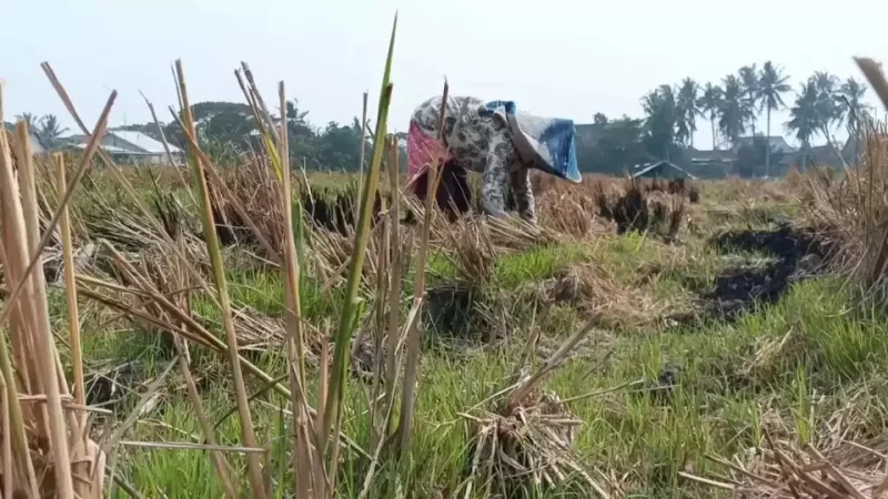 Sawah Mengering, Petani Serang Beralih Tanam Mentimun