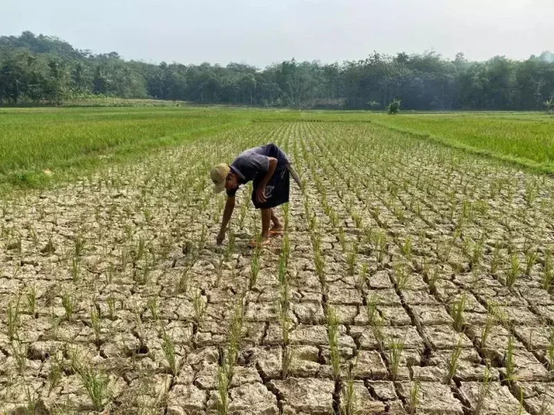 Gagal Panen Mengancam, Petani Lebak Mulai Kehabisan Beras