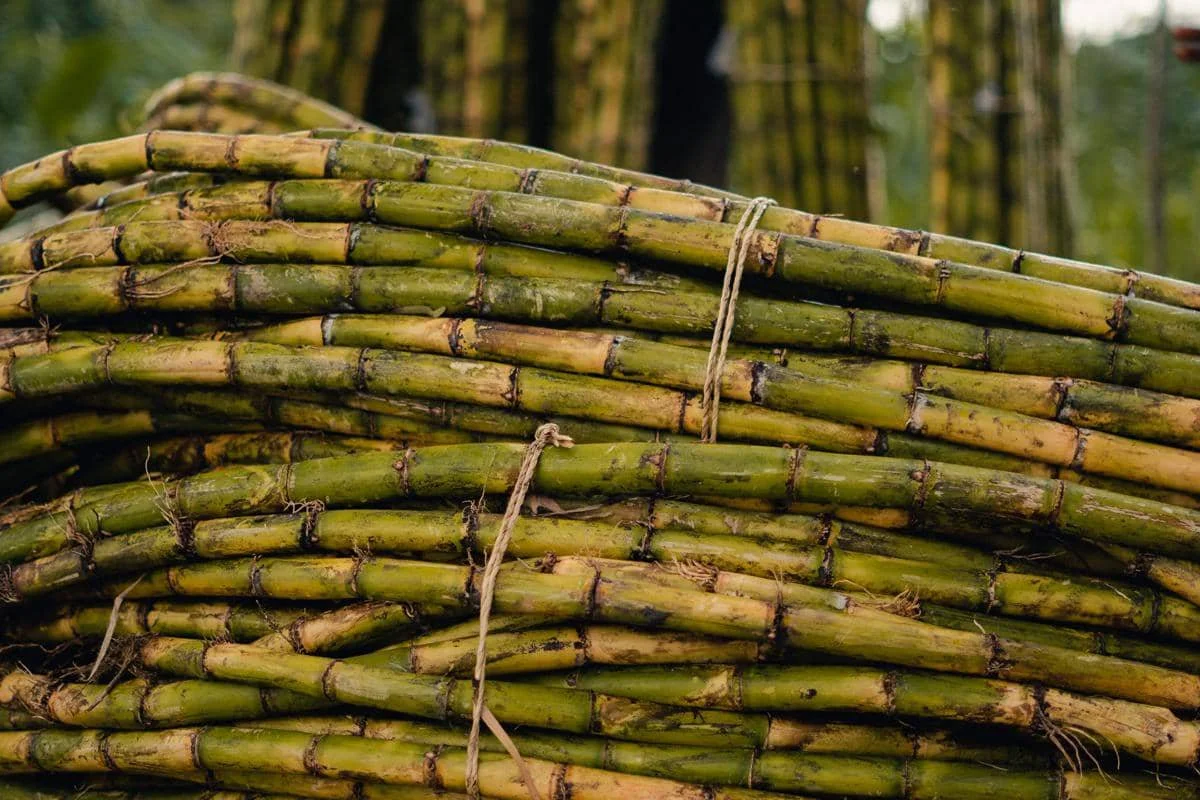 Pohon tebu di ladang sebelum pengolahan