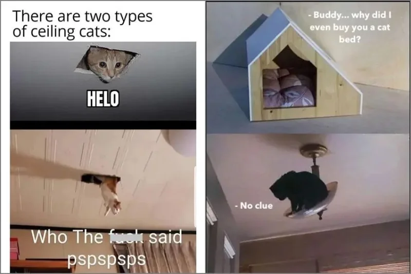8 Meme Kucing Nongkrong di Plafon, Bikin Kaget Aja!