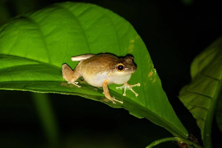 Katak coqui 