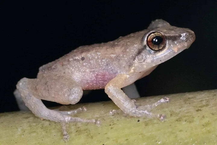 Katak coqui 