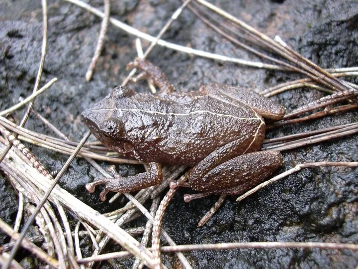 Katak coqui 