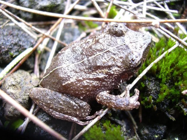 Katak coqui 