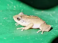 5 Fakta Katak Coqui, Menjadi Spesies Invasif yang Signifikan di Hawaii