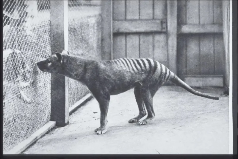 Kenapa Harimau Tasmania Bisa Punah? Ternyata Ini Penyebabnya