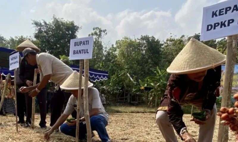 Pemkab Bantul Gencarkan Budidaya Sorgum sebagai Alternatif Pengganti Beras