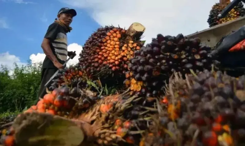 Harga Referensi CPO Agustus Turun Jadi Rp 17,9 Juta Per MT
