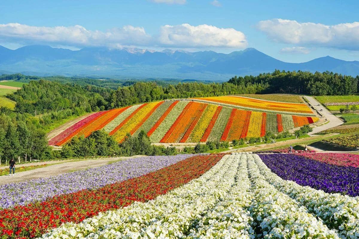 ilustrasi musim panas di Biei, Hokkaido