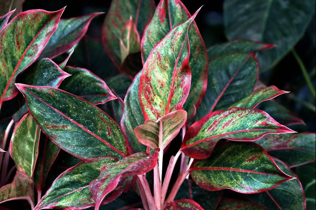 ilustrasi aglaonema