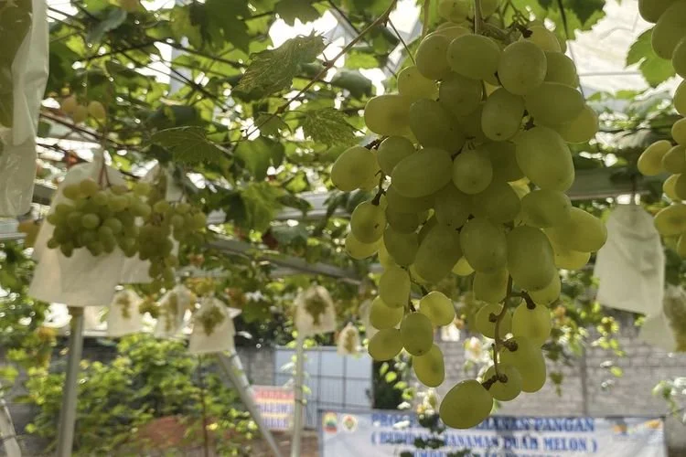 Buah anggur di BUMDes Merak Berseri, Kecamatan Natar, Senin (3/8/2026).