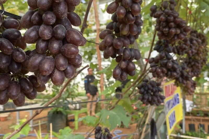 Petik Anggur Langsung dari Pohonnya, Agrowisata BUMDes di Lampung Ini Selalu Ramai saat Panen